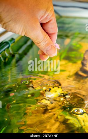 messa a fuoco selettiva di pesci da acquario che nutrono la mano con sfondo sfocato Foto Stock