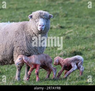 A mother sheep giving birth to twin lambs in the green field Foto Stock