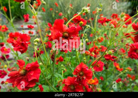 Geum 'Scarlet Tempesta', Rosso, Geum, Fiore, Giardino Foto Stock