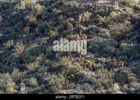 Una piccola mandria di Guanacos, lama guanicoe, su una collina nel Parco Provinciale di Ischigualasto, San Juan, Argentina. Foto Stock