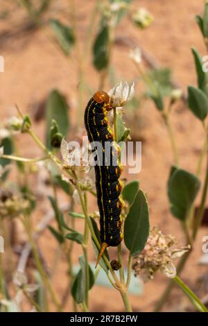 Bruco di una Sphinx Moth dalla linea bianca, Hyles lineata, che si nutre di una pianta nel deserto di San Rafael vicino a Hanksville, Utah. Foto Stock