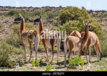 Una piccola mandria di Guanacos, lama guanicoe, nel Parco Provinciale di Ischigualasto, San Juan, Argentina. Foto Stock