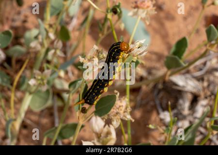 Bruco di una Sphinx Moth dalla linea bianca, Hyles lineata, che si nutre di una pianta nel deserto di San Rafael vicino a Hanksville, Utah. Foto Stock