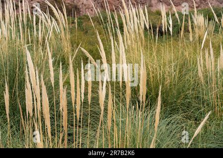 Erba di Pampas nel canyon di Atuel vicino San Rafael, provincia di Mendoza, Argentina. Foto Stock