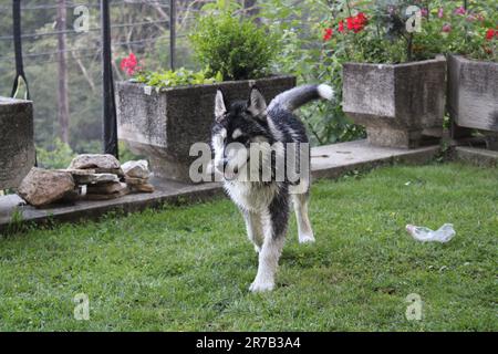 Husky gioca nel cortile Foto Stock