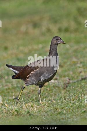 Comune Moorhen (Gallinula chloropus) passeggiata immatura su erba umida Eccles-on-Sea, Norfolk, Regno Unito. Ottobre Foto Stock