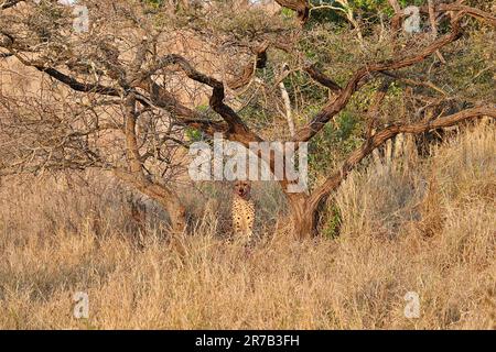 Un ghepardo che riposa sotto un albero con il sangue sulla sua faccia. Foto Stock