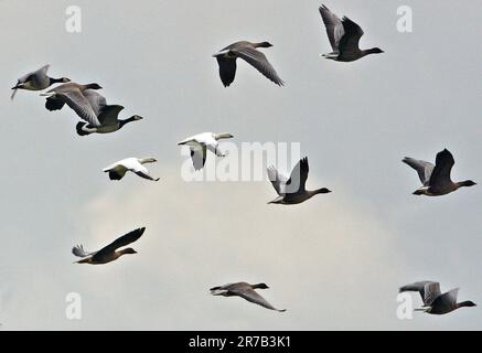 Ross Goose (Chen rossi), Pink-footed Goose (Anser brachyrhynchus) e Barnacle Goose (Branta leucopsis) in volo Eccles-on-Sea, Norfolk Foto Stock