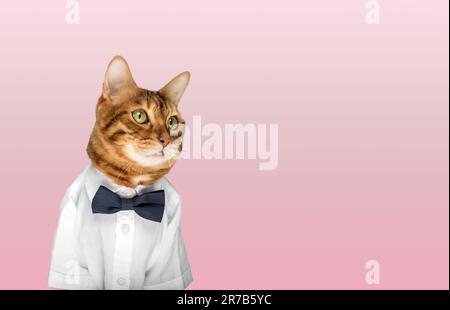 Gatto in camicia e cravatta ad arco su sfondo rosa. Spazio di copia. Foto Stock