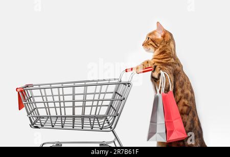 Gatto con carrello isolato su sfondo bianco. Foto Stock