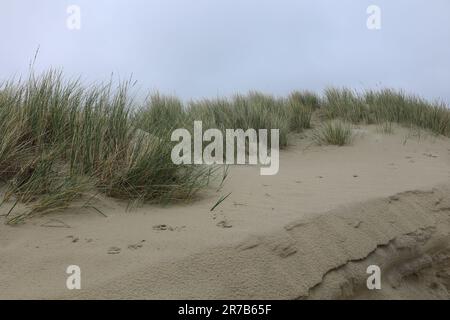 Erba su una duna sull'isola di Borkum Foto Stock