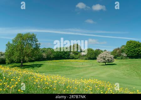 Il parco pubblico Westwood e il campo da golf in primavera con fiori selvatici ed erbe fiancheggiate da alberi con fiori colorati a Beverley, Yorkshire, Regno Unito. Foto Stock