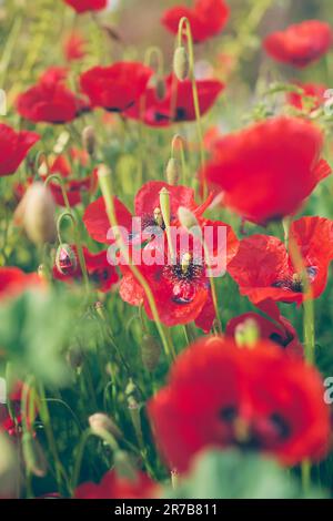 Foto verticale di papaveri rossi che fioriscono in una schiarita, bellissimi fiori primaverili con sfocatura selettiva, messa a fuoco morbida, design floreale sulla bellezza del s Foto Stock