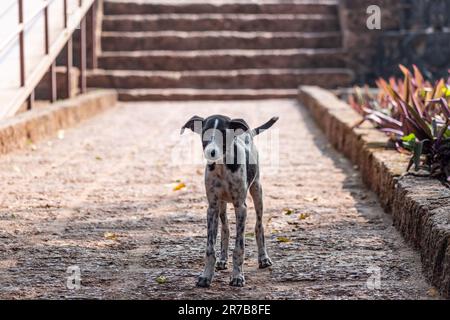 Ritratto di un cane randagio che si trova all'esterno di un monumento nella Vecchia Goa. Foto Stock