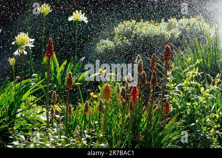 Irrigazione a spruzzo, Giardino, Estate, Gigli di torcia Fiori bianco Agapanthus Foto Stock