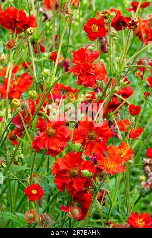 Red, Garden, Flower, Geum Scarlet Tempest, Foto Stock