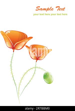 Bellissimi papaveri su sfondo bianco Illustrazione Vettoriale