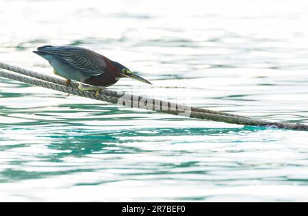 Wintering Green Heron, Butorides virescens, sulle Bermuda. Foto Stock