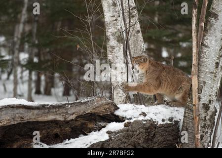 Cougar femmina (Puma concolor) artigli a albero snarling Inverno - animale prigioniero Foto Stock