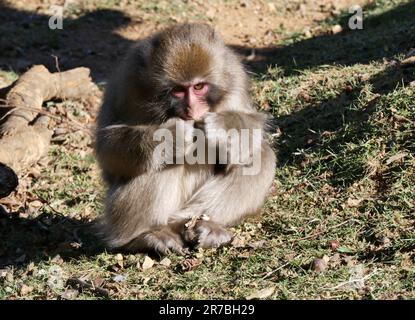 Macaco giapponese ad Arashiyama, Kyoto, giappone. Ritratto isolato delle scimmie della neve Foto Stock