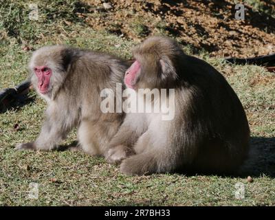 Due macachi giapponesi ad Arashiyama, Kyoto, giappone. Macaca fuscata, scimmie giapane Foto Stock