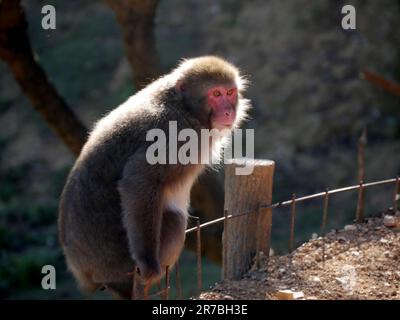 Scimmia delle nevi ad Arashiyama a Kyoto, Macaco giapponese. Una macaca fuscata alla luce del sole nel parco Foto Stock