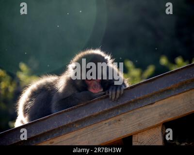 Ritratto di scimmia della neve isolata sul tetto con fascio di sole ad Arashiyama a Kyoto, Macaque giapponese Foto Stock