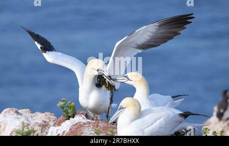 Gannet settentrionale che porta alghe al suo partner Foto Stock