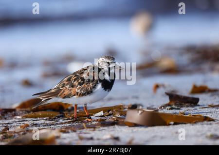 Ruddy pietra in allevamento piumaggio sulla riva Foto Stock