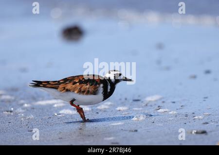 Ruddy pietra in allevamento piumaggio sulla riva Foto Stock