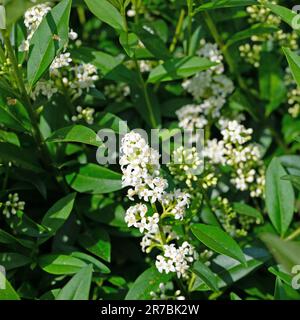 Fiore privato, Ligustrum, all'inizio dell'estate Foto Stock