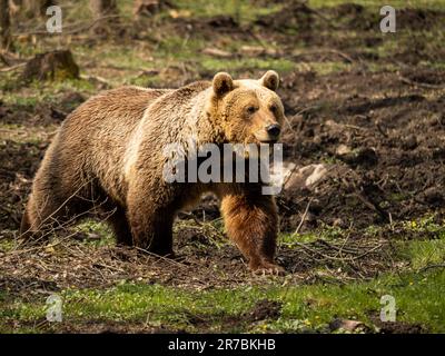 Orso bruno (Ursus arctos) in una foresta. L'ambiente è stato modificato dagli esseri umani. L'orso è in piedi e guarda dritto in avanti. Foto Stock