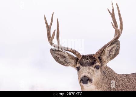 Un'antilope a corna bruna si trova in un campo erboso, le sue corna curve di grandi dimensioni sono una caratteristica impressionante Foto Stock