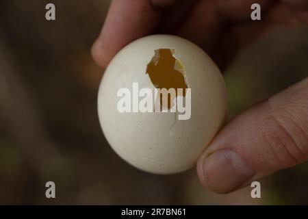 la mano maschile tiene l'uovo di pollo fatto in casa con un foro Foto Stock