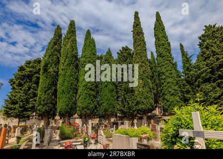 i cipressi costeggiano sentieri tra le lapidi e i memoriali del cimitero di pirano Foto Stock