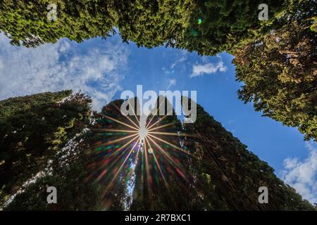 un'esplosione di sole si vede attraverso i cipressi che costeggiano il sentiero nel cimitero di pirano Foto Stock