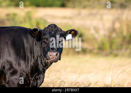 Mucca Angus con etichetta auricolare blu e erba appesa alla bocca guardando la fotocamera con spazio negativo a destra. Foto Stock