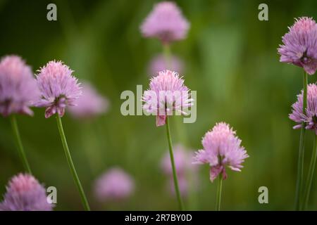 Un primo piano fiori erba cipollina su uno sfondo sfocato Foto Stock