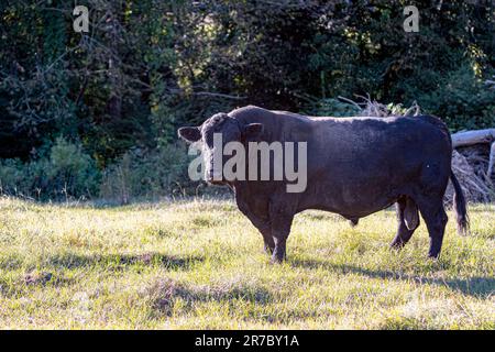 Un toro nero di Angus soleggiato in un pascolo con spazio negativo a sinistra, si trova nel sole del pomeriggio. Foto Stock