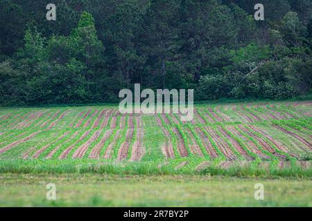 File di giovani piante di mais in crescita in un campo centrale dell'Alabama nel mese di aprile. Foto Stock