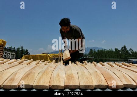 12 giugno 2023, Srinagar Kashmir, India : Un operaio controlla GR8 pipistrelli di cricket grezzi in un'unità di produzione a Sangam, circa 38 chilometri a sud di Srinagar. I produttori di pipistrelli del Kashmir hanno ricevuto un ordine per i pipistrelli da utilizzare durante la Coppa del mondo 2023 One Day International (ODI); anche prima hanno ricevuto un ordine per 10 pipistrelli per la Coppa del mondo Twenty20 (T20) nel 2022. Solo due tipi di pipistrelli sono utilizzati nel cricket in tutto il mondo - Willow inglese e Kashmiri Willow - e mentre i prezzi di Willow inglese sono molte volte più elevati di quelli fatti di Kashmir Willow e sono più spesso utilizzati dai giocatori, t Foto Stock