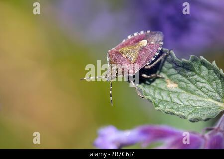 Primo piano di un bug marmorato marrone (Halyomorfa Halyson) Foto Stock