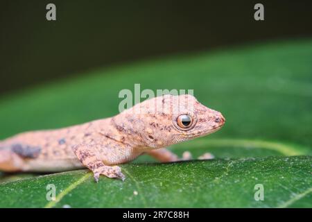 Una piccola creatura rettiliana è appollaiata in cima a una foglia verde lussureggiante, le sue scale lustre nella luce Foto Stock