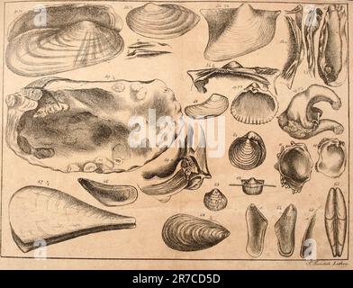 «Elementi di conchologia: Compresi i generi fossili e gli animali» (1822) Foto Stock