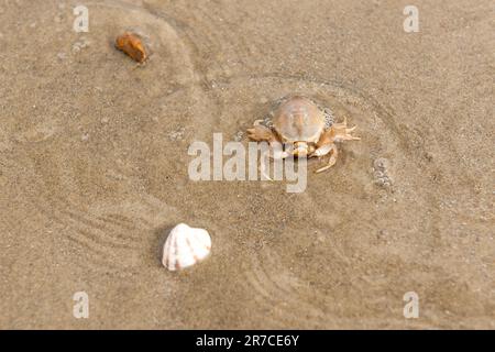 Corystes Cassivelaunus, il granchio mascherato, il granchio del casco o il granchio della sabbia Foto Stock