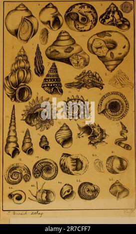 "Elementi di conchologia, compresi i generi fossili e gli animali" (1822) Foto Stock