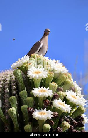 Colomba bianca su Saguaro Cactus fiorente al Desert Botanical Garden a Phoenix Arizona - orientamento verticale. Foto Stock