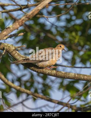 Pianto colomba arroccata in un albero nel Wisconsin settentrionale. Foto Stock