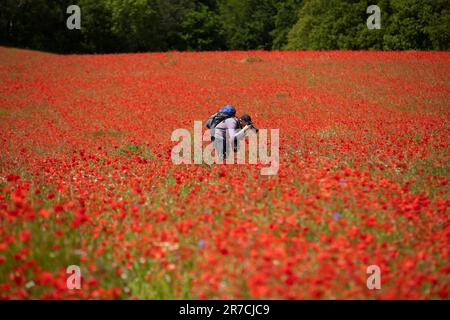 Un uomo che scatta fotografie in un campo di papaveri a Stourport, Worcestershire. Foto Stock