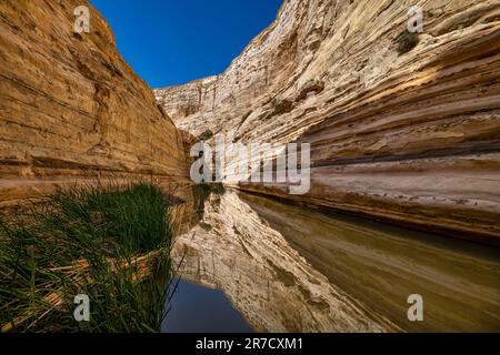 EN AVDAT NATIONAL PARK NEGEV ISRAELE Foto Stock